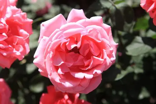 《睦南公园月季花》