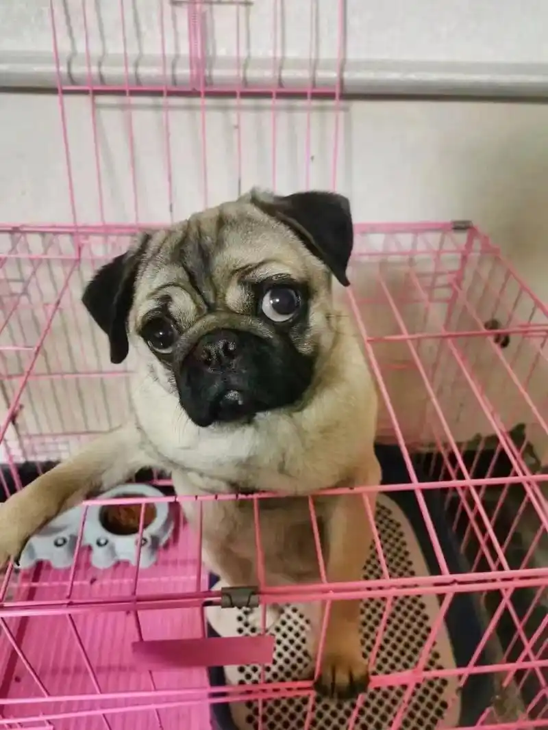 寻狗: 姓名:旺仔(八哥犬) 特征:脖里带了一个小铃铛 丢失 - 抖音