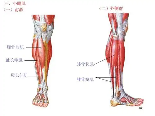 系统解剖 三,小腿肌 (一)前群 (二)外侧群 胫骨前肌 趾长伸肌 腓骨长