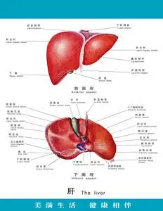 729海报印制展板写真喷绘贴纸262医院人体器官肝脏图