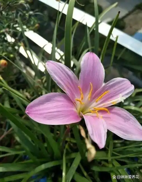 网上买的风雨兰,买了5个品种,全都开粉花,骗子可真多