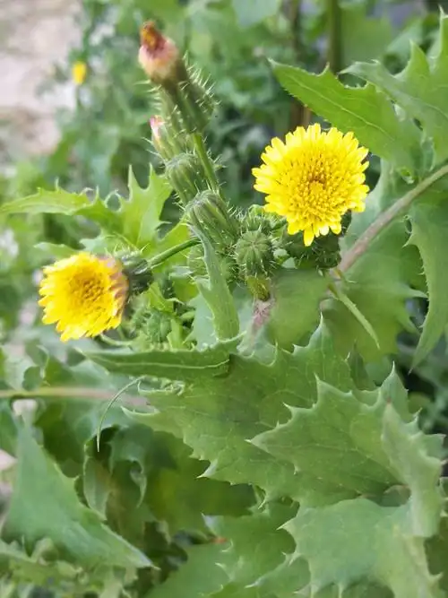 旁,荒地边常见一种叶子锯齿状的野菜,形状狰狞,学名大蓟,又称大刺儿菜