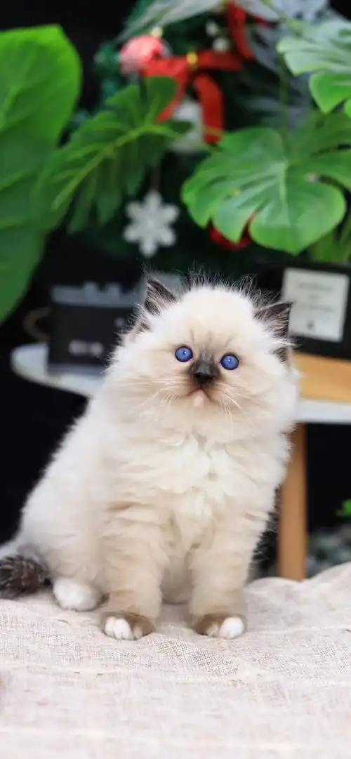 海豹重点色手套 布偶妹妹双血 爆毛 巨肥巨胖～#重点色布偶##手套布偶