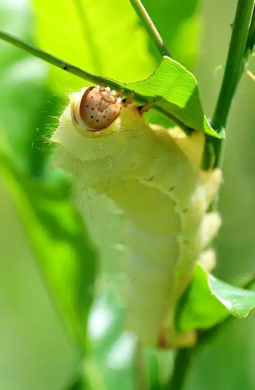 五彩柞蚕 - 美篇