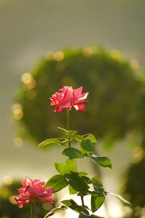 夕阳下的红玫瑰