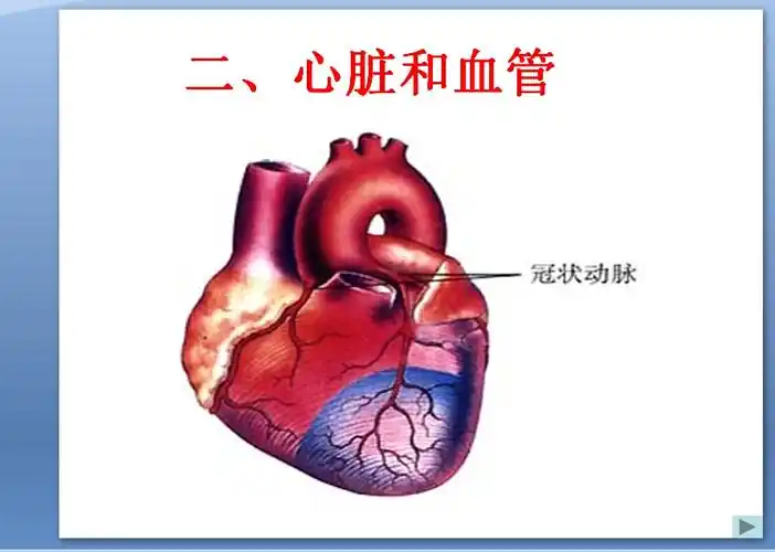 心脏血液循环过程ppt下载