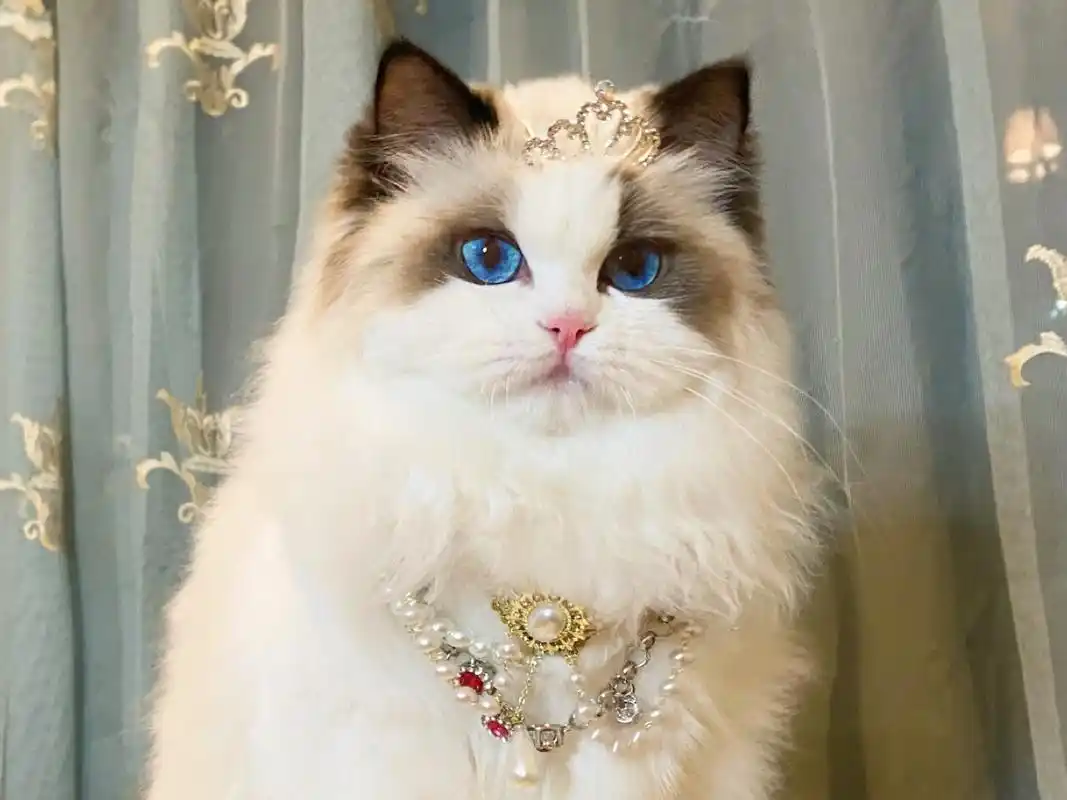 布偶猫 戴上皇冠的赛级妹妹,美到窒息.