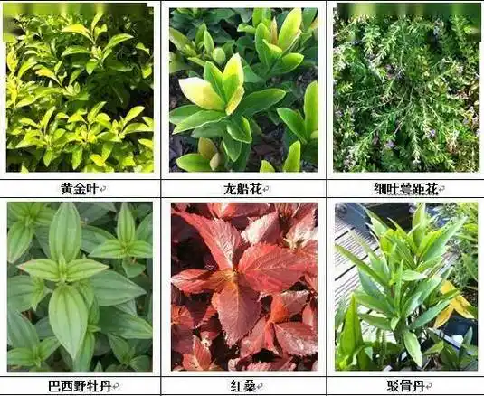 干货丨垂直绿化的植物选择(华南地区)_种类_范围_环境