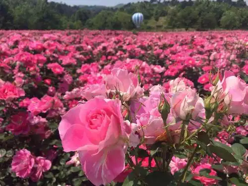 你想要的玫瑰园,自己栽种