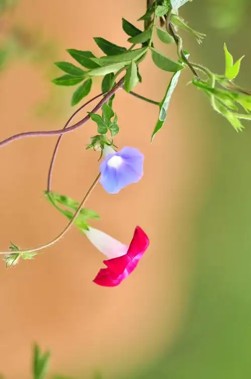 山坡上的牵牛花