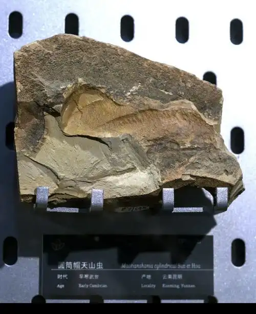 圆筒帽天山虫化石