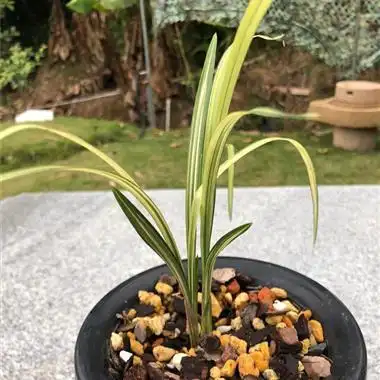 春剑 孔雀2苗 - 中国兰花交易网