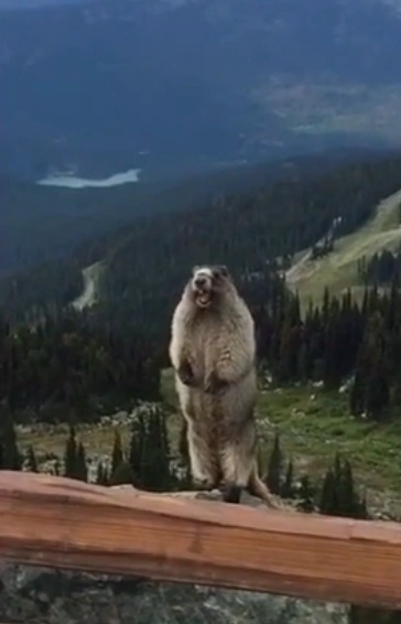 包,暴走大事件熊叫表情包是最近几期经常出现的站在山上模仿人叫的熊