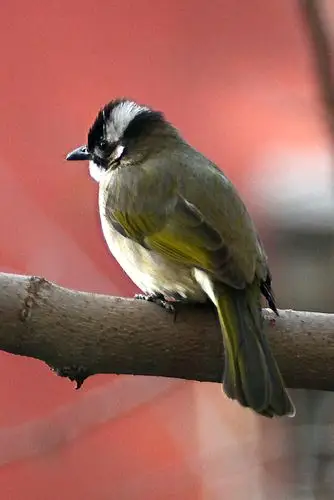 喜鹊·麻雀·灰椋鸟·白头鷝