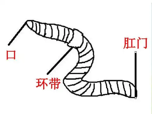 2016-2017年最新教科版小学三年级科学上册小学三年级上册科学-蚯蚓精