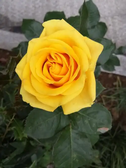 黄玫瑰的花语是什么意思(黄玫瑰的花语是什么意思女人)