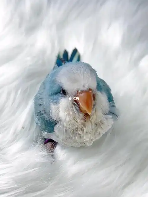 憨憨小宝#鹦鹉  #翼宠乐园  #手养鹦鹉#和尚鹦鹉 #蓝银丝和尚