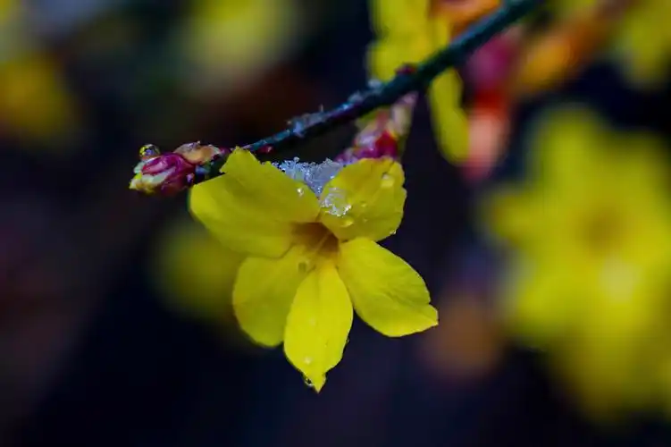 我爱迎春花作文500字