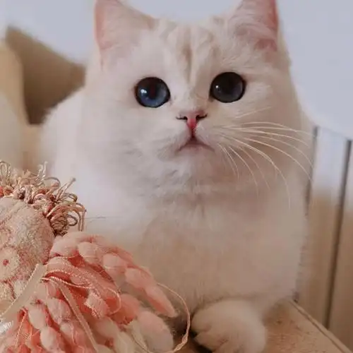 英短银点猫重点色银渐层英国短毛猫图为猫爸猫妈,猫妈妈巧克力银点猫