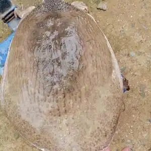 大甲鱼珍珠鳖,美国山瑞,17斤多一只,超级大甲鱼,可养殖可食用