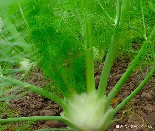 茴香分为小茴香,大茴香和球茎茴香三种.