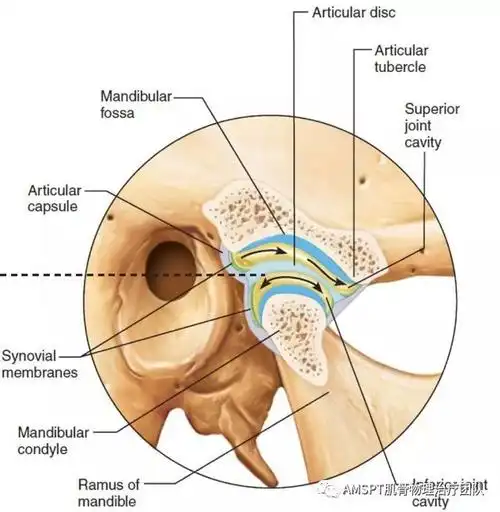 解剖系列二颞颌关节