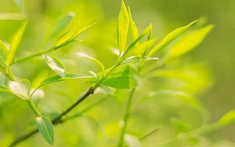 绿色护眼植物高清摄影图片电脑壁纸