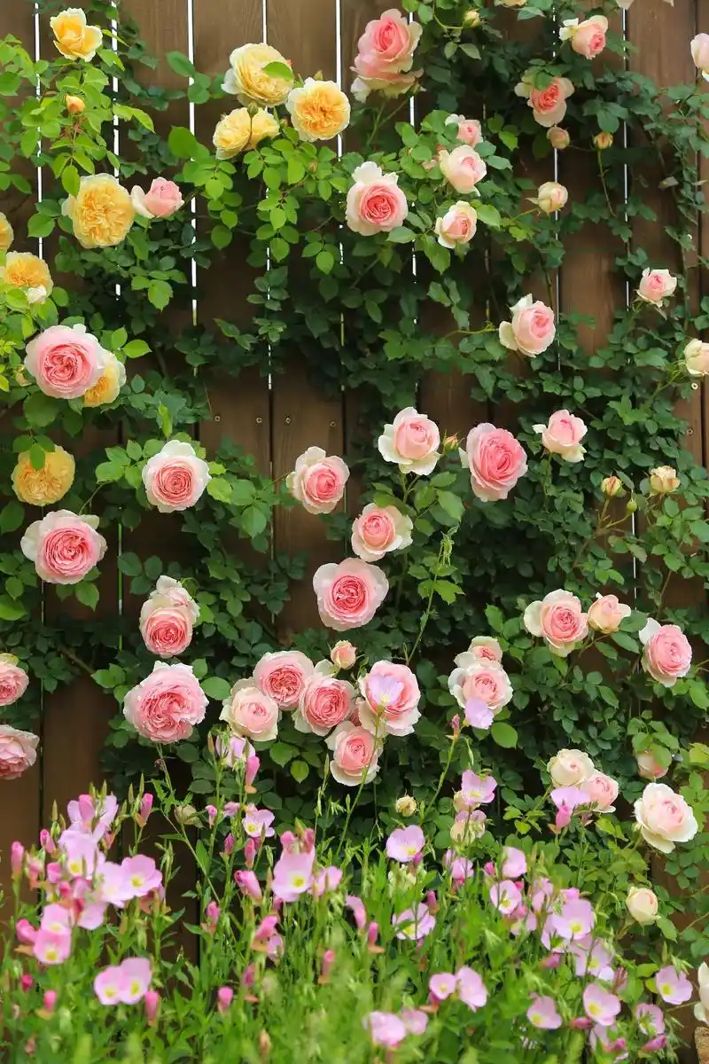 又一年春天月季花期到来,花园里必备爬藤月季推荐:龙沙宝石(粉 - 抖音