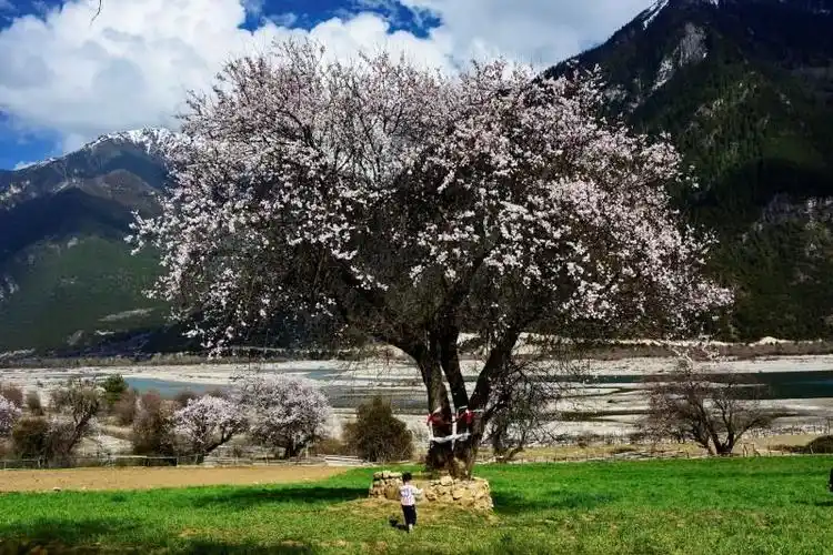 这里有许多上百年树龄的桃树