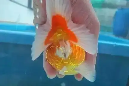 金鱼体表充血严重程度的判断与治疗