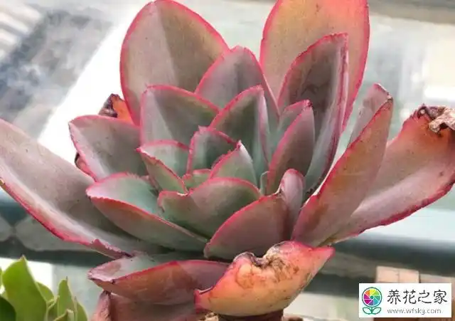 多肉冰火之歌,钢叶莲,卢浮宫是一个品种吗