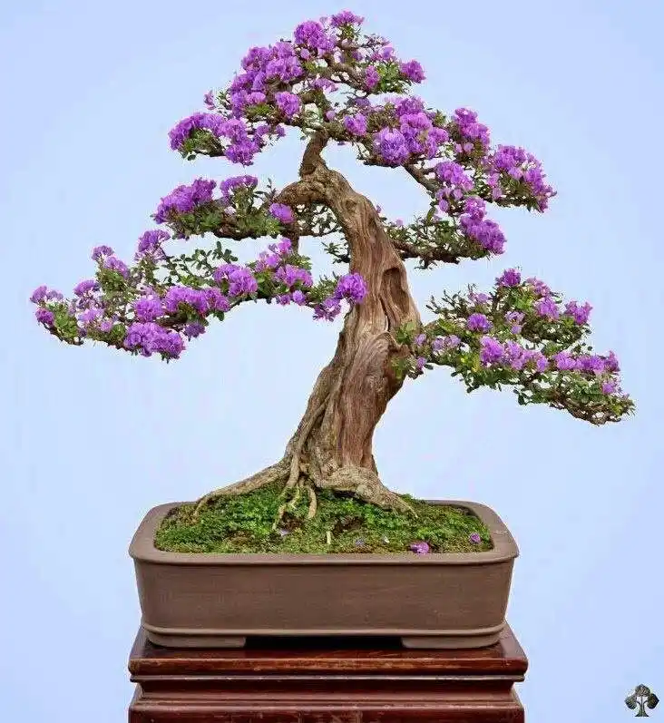 花团锦簇的精品老桩花卉盆景欣赏