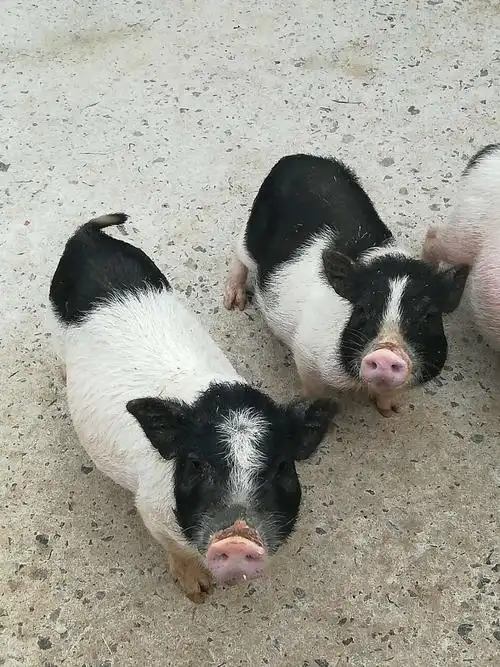 看呀,那两只猪好可爱呀!直直地盯着我. 参观完小动物,又去乘木筏了.