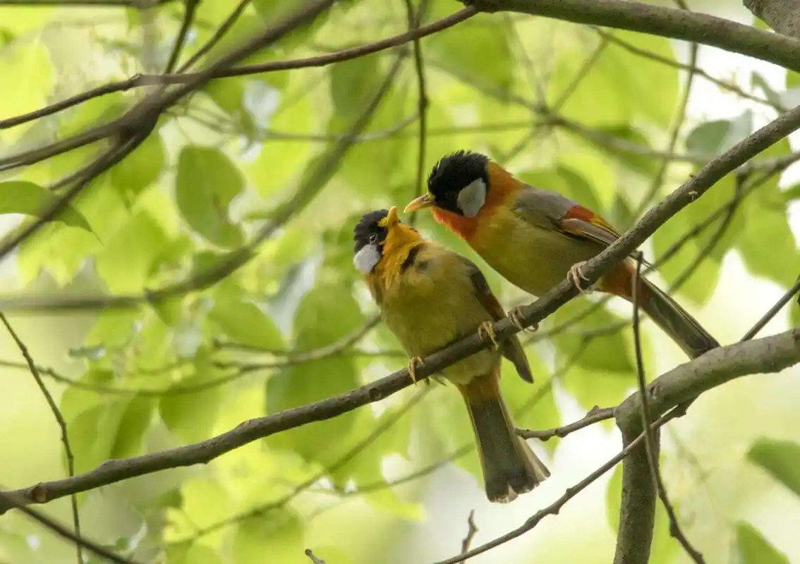 银耳相思鸟在卿卿我我,相亲相爱的倾诉着情愫
