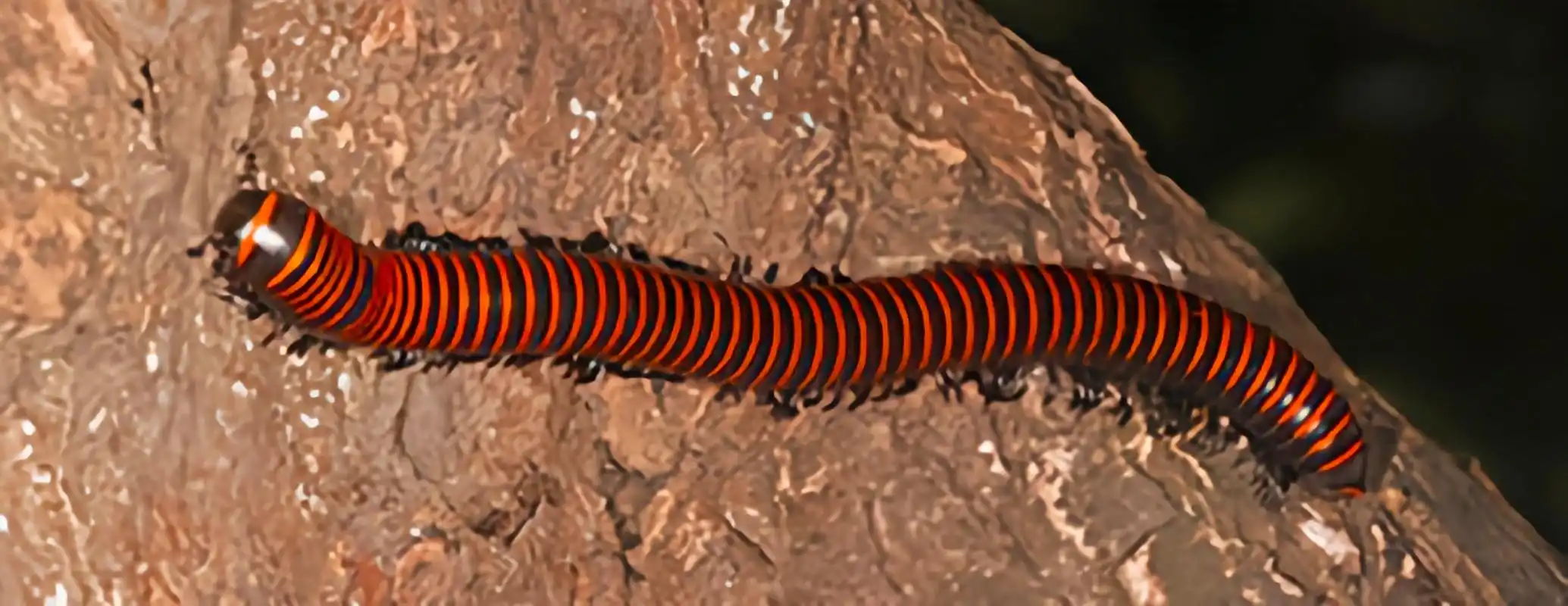 每天认识一种动物——宽跗陇马陆 宽跗陇马陆,原产于亚洲东南部,我国