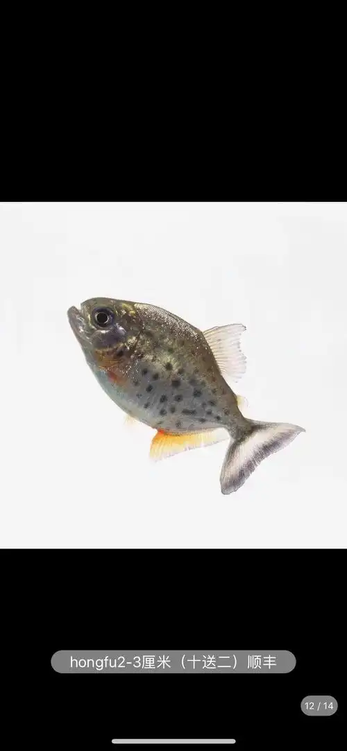 特价冲量哥伦比亚黑斑活体鱼苗淡水热带属群养凶鱼