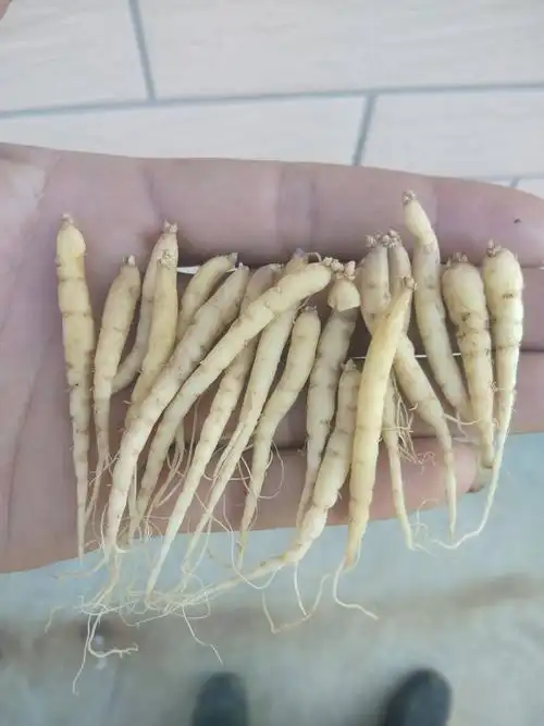 太子参,秧苗,种籽