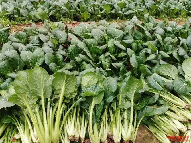 市里蔬菜配送鸡冠菜独一家