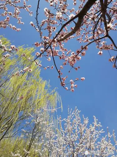 早春的圆明园景色