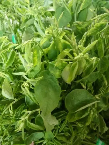 勐海南桥树甜菜种植专业合作社简介