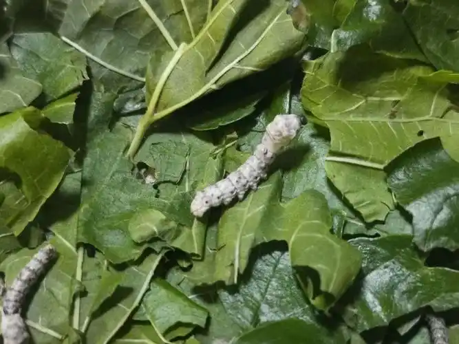 三龄蚕第三天,头部变成黑褐色,可清楚地看到三对胸足和四对腹足,全身