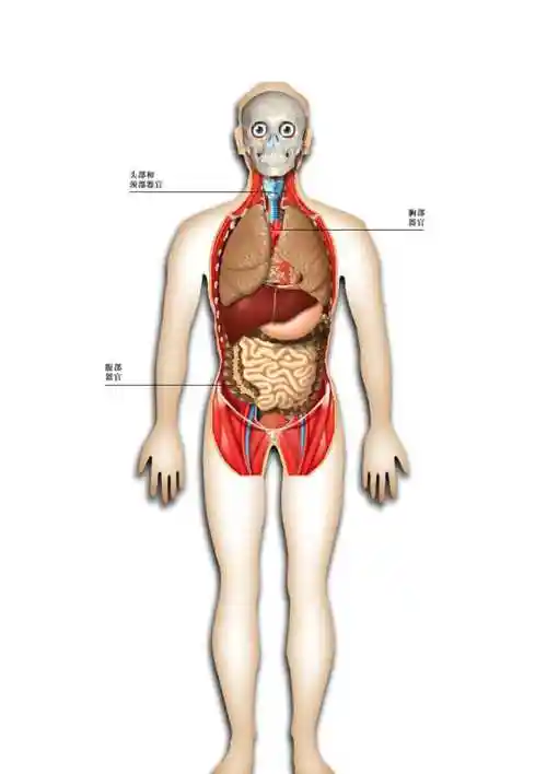人体内脏结构和功能doc