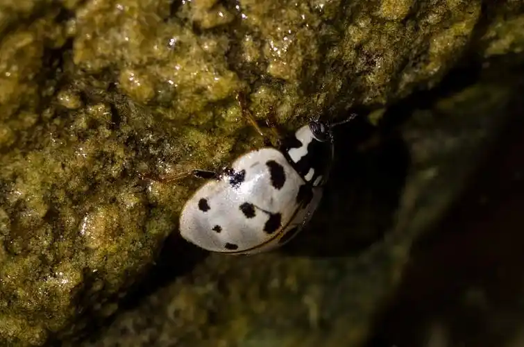 巨大,瓢虫,苔藓密布,石头_高清图片_全景视觉