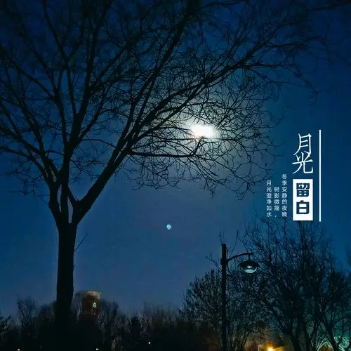 城里的月光树影