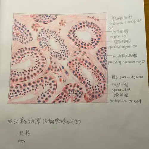 又来分享我的组胚绘图