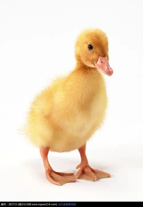 刚出生的小鸭子