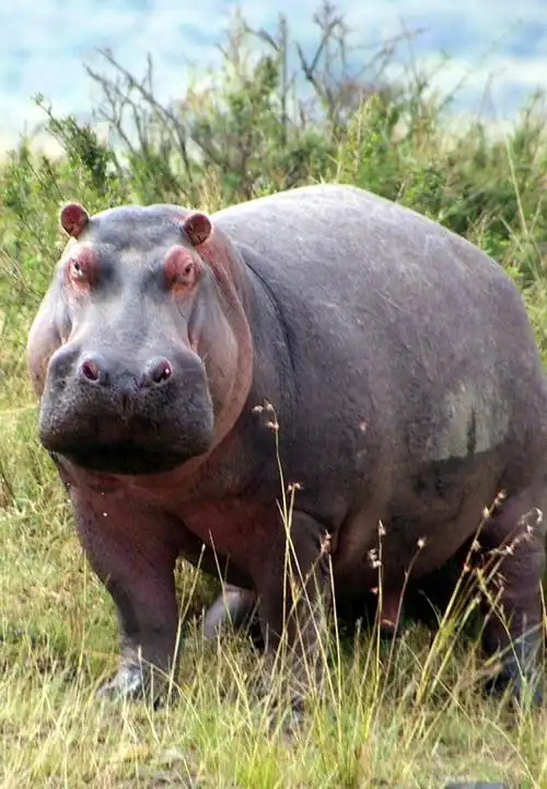 i>hippopotamus amphibius /i>):是哺乳纲,鲸偶蹄目,河马科是杂食性