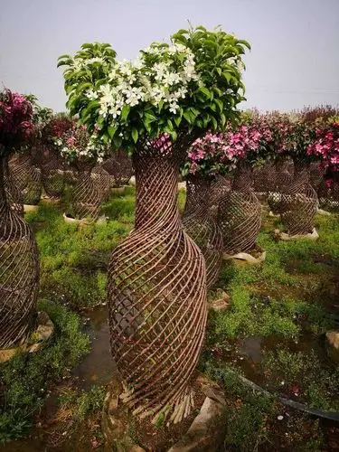 植物造型花瓶～我有品牌!您有舞台!