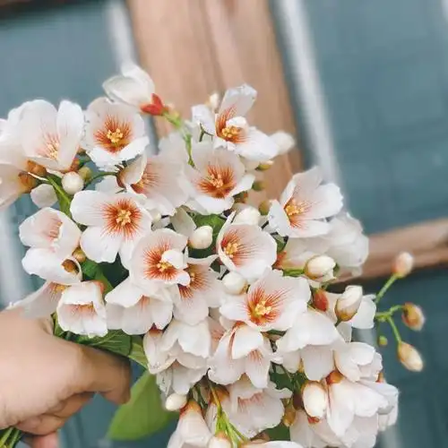 油桐花的花语是:情窦初开.