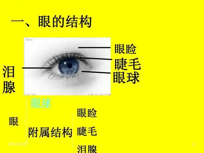 初中教育 理化生 初一理化生 第六节2眼睛和视觉ppt 简要介绍资料的